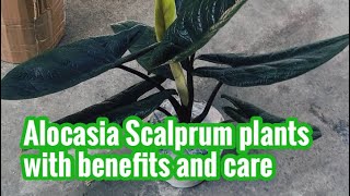 Alocasia Scalprum plants with benefits and care viral shorts short youtubeshorts [upl. by Doll752]