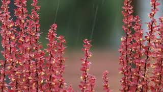 Rain and Wind on Barberry Branches Soothing Sounds and Striking Red Foliage [upl. by Amund]