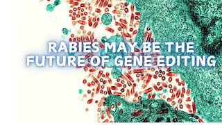 Rabies may be the future of gene editing [upl. by Frank]