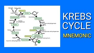 Krebs Cycle  EASY Mnemonic  How to Memorize the Steps of the Krebs Cycle  Citric Acid Cycle [upl. by Ainit]