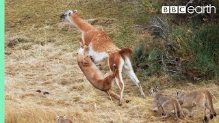 Puma takes on Guanaco 3 Times Her Weight  Seven Worlds One Planet  BBC Earth [upl. by Anail]