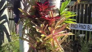 Tying bromeliads and orchids to trees and palms [upl. by Morvin]