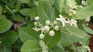 Calotropis procera  Calotropis gigantea  13 November 2024 [upl. by Yesnil]