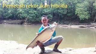 ikan belida terbesar yang pernah terpacing [upl. by Maire]