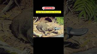 Egg laying Mammals trending biology intelugu shorts youtube [upl. by Eliseo848]