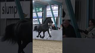 Hengstenshow Harich Wibout 511 [upl. by Eugenides]