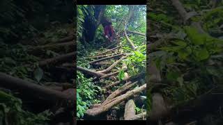 travel arunachalpradesh adventure jungle Arunachal tribes and culture [upl. by Graner380]