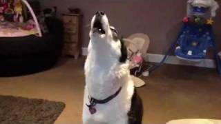 Siberian Husky Hilarious singing dogs huskies howling dog sings to harmonica [upl. by Wira256]