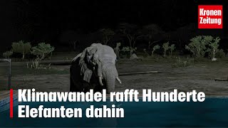 Klimawandel rafft Hunderte Elefanten dahin  kronetv NEWS [upl. by Ainessey109]