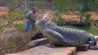 CROCODILOS GIGANTES que conseguimos capturar em vídeo [upl. by Aihtyc]