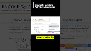 Comparing Regulation of Enzyme ACTIVITY vs PRODUCTION [upl. by Laurena85]