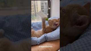 😱😱 KUCING INI SANGAT MANJA funny funnyvideo cat animals shortvideo shorts comedy cute bts [upl. by Nirik]