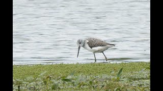 Greenshank Berry Fen Cambridgeshire 15924 [upl. by Tem484]