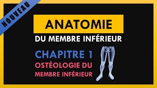 Anatomie Du Membre Inférieur  Chapitre 1  Ostéologie du membre inférieur [upl. by Radack]