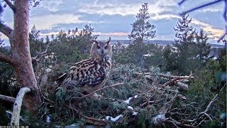 MerikotkasEagle Owl Male visit the nest1836 20190312 [upl. by Oicirbaf809]