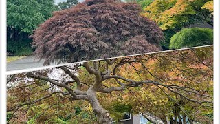 Big Acer palmatum dissectum Japanese laceleaf maple pruning in Seattle Late July  Before amp After [upl. by Neelsaj975]