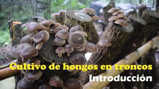 Producción de hongos en troncos [upl. by Halueb]