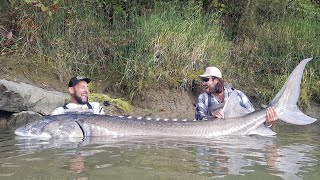 GIGANTESCO STORIONE RECORD OVER 3 METRI X 260 KG  4K by YURI GRISENDI [upl. by Ereveniug]