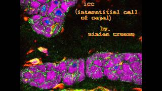 ICC Interstitial Cell Of Cajal [upl. by Boice721]