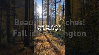 Fall in Washington Beautiful Larches in Pacific Northwest Colville NF pnw mountains fallcolors [upl. by Eixid]