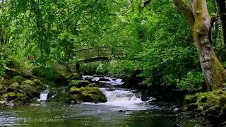 Relaxing Nature Sounds for Sleeping  Natural Calm Forest Waterfall Music Meditation Sound for Study [upl. by Badger]