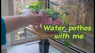 Water pothos with an advice [upl. by Ahsieni44]