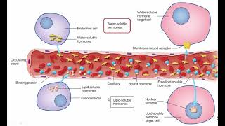 BIOL 201 October 30 [upl. by Ailehc288]