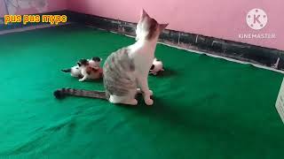 CARA PINTAR DAN CERDAS INDUK KUCING LUCU GENDONG ANAK NYA [upl. by Eugatnom]