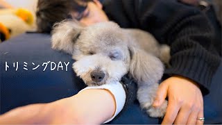 🐶愛犬がトリミングに行く日が寂し過ぎる独身男の１日【トイプードル】 [upl. by Atilegna881]