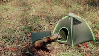 Marshall Pet Products  Ferret Camping Set [upl. by Irelav225]