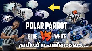 Polar Parrot Fish Breeding Malayalam  Cichlid fish breeding  nature Co [upl. by Aerb594]