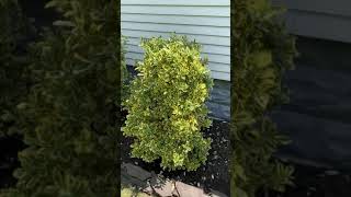 Golden Euonymus  moderate to fast growing evergreen shrub [upl. by Adnirb]