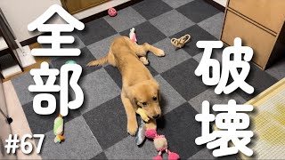 ダイソーの高いおもちゃから破壊していく違いのわかる子犬【ゴールデンレトリバー】 [upl. by Aldo206]