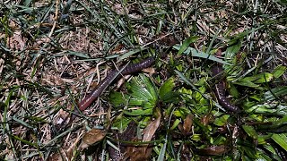 Dew Worm Hunting Tips  Fun Activity To Limit Kids Screen time [upl. by Nnaillij150]