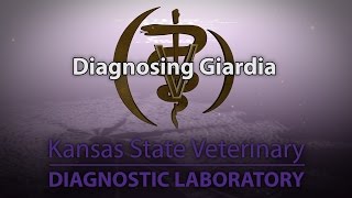 Diagnosing Giardia [upl. by Atiuqcaj]