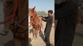 quotیہ منفرد نسل کا گھوڑا آپ نے پہلے کبھی نہیں دیکھا ہوگا 🐎💎 UniqueHorses HorseBreed Rarequot [upl. by Viens]