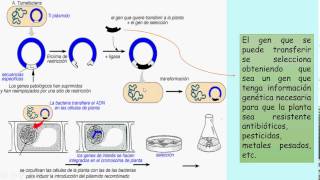 Transgenesis mediante Agrobacterium tumefaciens en plantas [upl. by Yenruogis578]