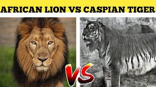 african lion vs Caspian tiger 🔥  WHO WILL WIN  🤔 [upl. by Oicapot]