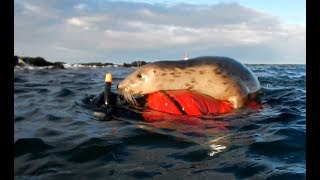 A cuddle from a seal while snorkeling at the Farne Islands [upl. by Nets381]