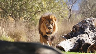 San Diego  Zoo Safari Park [upl. by Moore151]