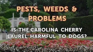 Is the Carolina Cherry Laurel Harmful to Dogs [upl. by Terrena]