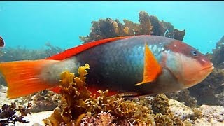 Shelly Beach Manly Snorkelling in the Cabbage Tree Bay Aquatic Reserve [upl. by Okimuk]