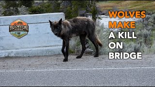 WOLVES MAKE A KILL ON BRIDGE  Wolves  Yellowstone National Park  YellowstoneVideocom [upl. by Soalokin]