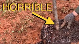 Plant Trees Like An Arborist Avoid This Common BIG MISTAKE [upl. by Samala]