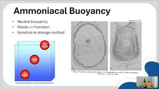 Abigail Pratt on the evolution and biogeography of squids [upl. by Towbin107]