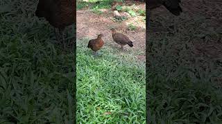 I Saw Two Cute Chickens at the Park shortvideo galliformes gallusdomesticus animal nature [upl. by Aihseya507]