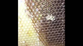 The Effect of Confectioners Sugar on Varroa destructorA Short Film [upl. by Tigirb321]