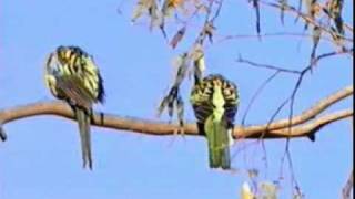 Eastern Rosella Platycercus eximius [upl. by Uok]