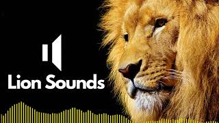 Lion Sound Effects Roar  No Copyright [upl. by Enelrahc]