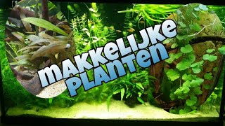 Makkelijke AQUARIUM PLANTEN voor beginners Nickey [upl. by Eeliram]